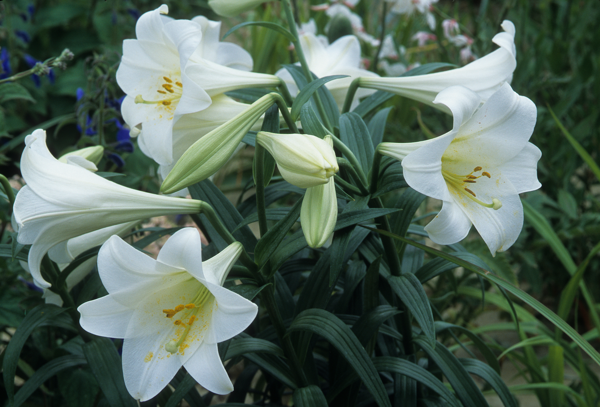 An Easter lily plant with four opened white trumpet-shaped blooms.